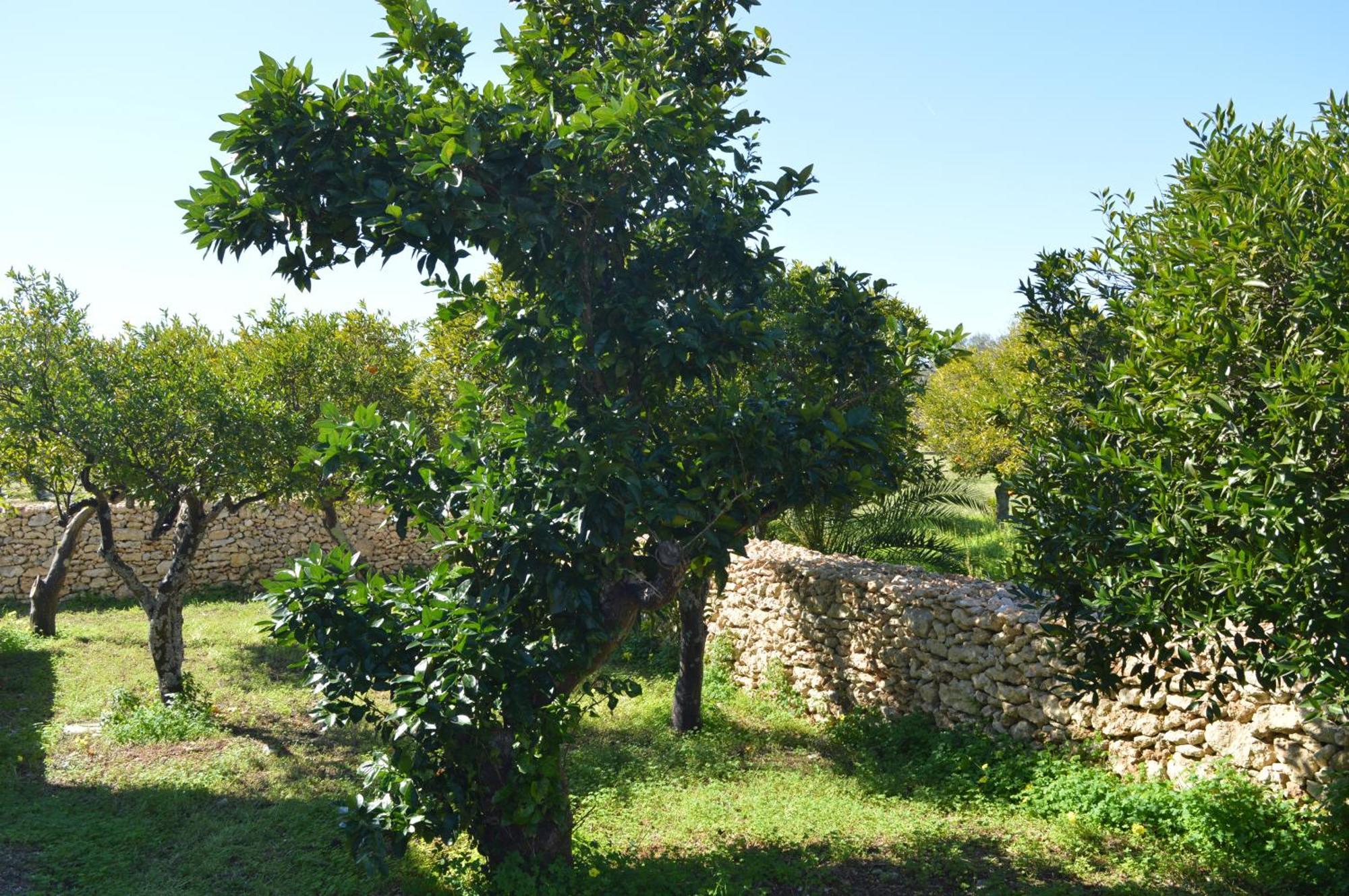 Agriturismo Tenute Masseria Notari Borgagne Exterior photo